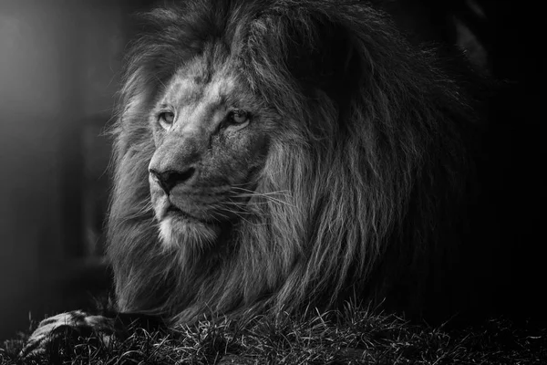 Mysteriet med lejonet — Stockfoto