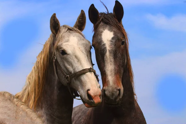 青い空とペアの馬 — ストック写真