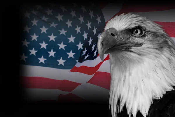 アメリカンイーグル鷲とアメリカ国旗 — ストック写真