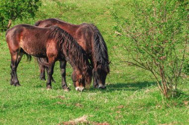 vahşi at Equus ferus otlatma