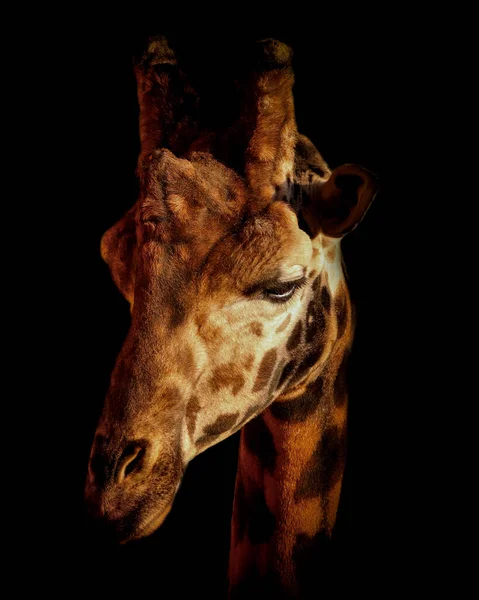 Giraffe in schwarz — Stockfoto