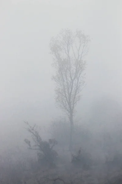 Árbol en la niebla —  Fotos de Stock