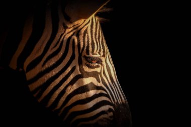 Siyahlı zebra portresini detaylandır