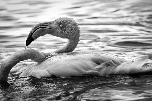 Su içinde flamingo — Stok fotoğraf