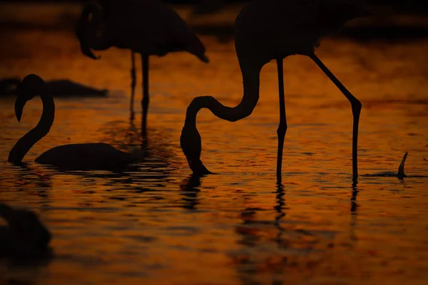 Silhuetas de flamingos na água ao pôr do sol — Fotografia de Stock