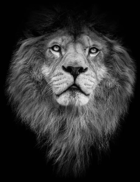 Poster black and white lion — Stock Photo, Image