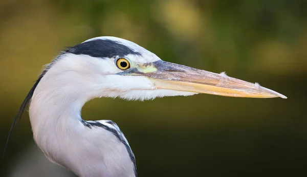 Detail heron grey — Stock Photo, Image