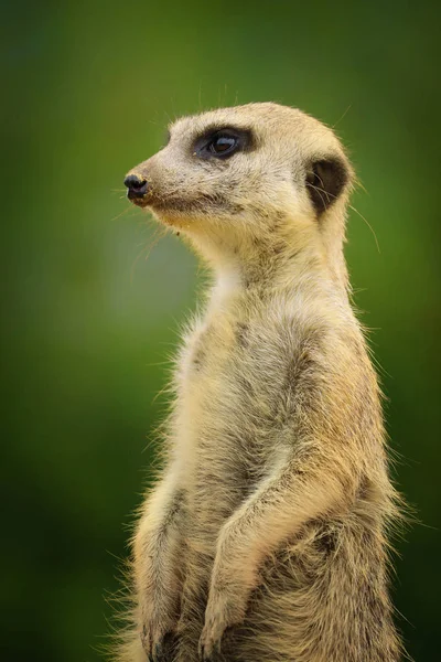 Close-up de um meerkat (suricata suricatta) sentado em um ramo — Fotografia de Stock