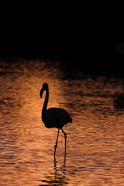 Silhueta preta de flamingos na água ao pôr-do-sol — Fotografia de Stock