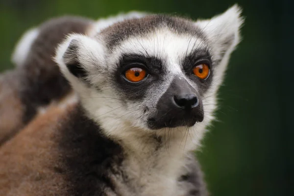 Retrato popular mono lemur catta — Foto de Stock