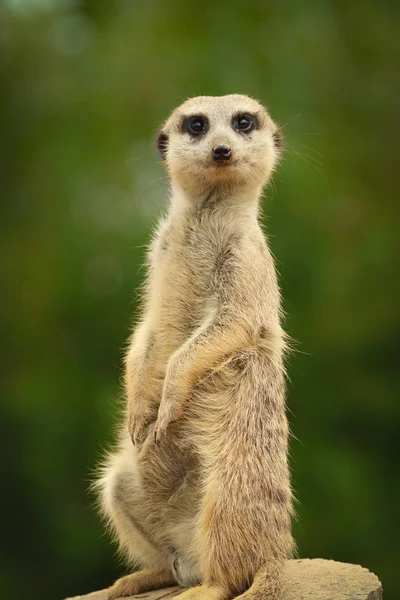 Funny meerkat is standing — Stock Photo, Image