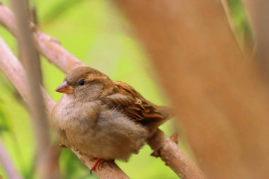 Doğada popüler ötücü kuş