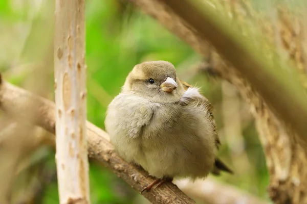 Haussperling in freier Natur — Stockfoto