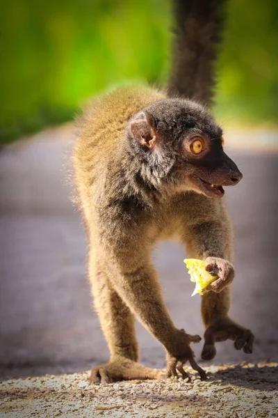 먹이와 함께 있는 흰 머리 레 무르 (eulemur albifrons) 암컷 — 스톡 사진