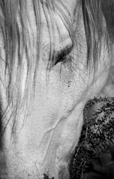 黒と白のポスター馬 — ストック写真
