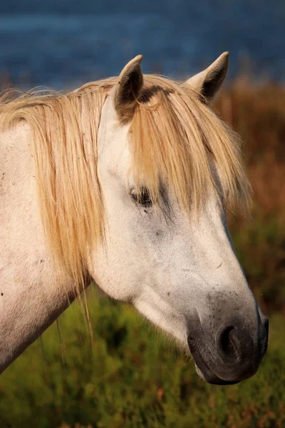 フランス、カマラグの肖像画の顔の馬. — ストック写真