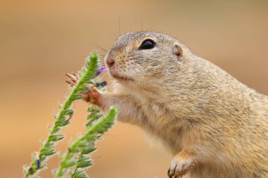 Vahşi doğada çayır köpeği