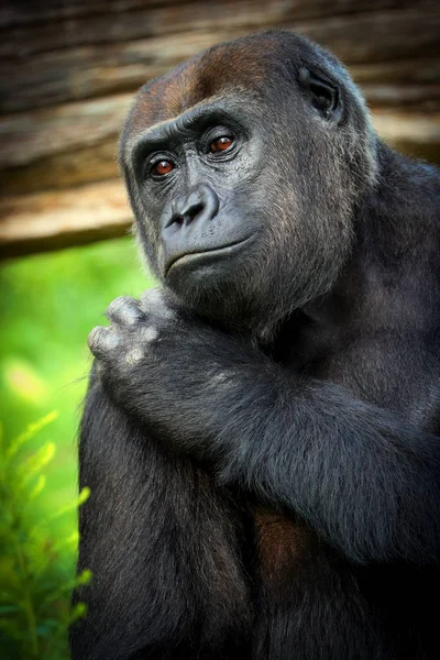 Плакат жіночої горили — стокове фото