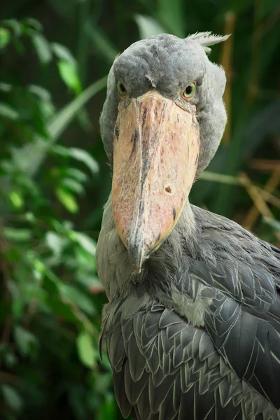 Shoebill in zoo — Stock Photo, Image