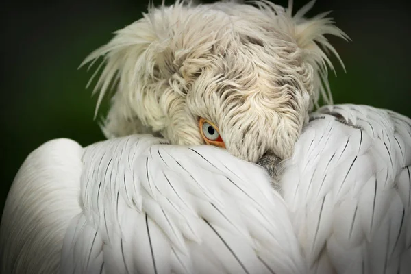 Detail portrait Dalmatian pelican (Pelecanus crispus) — ストック写真