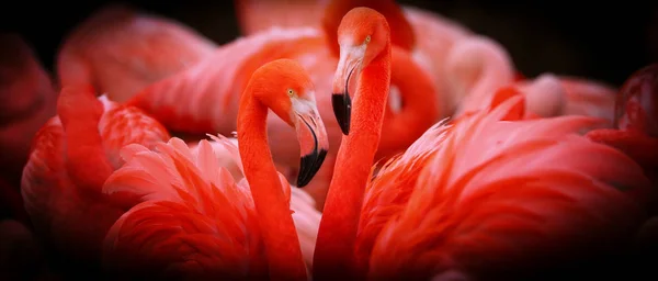 Two flamingo in group with shine — 图库照片