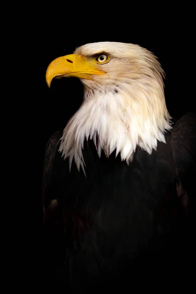 Porträt Weißkopfseeadler Haliaeetus Leucocephalus Auf Schwarzem Hintergrund — Stockfoto