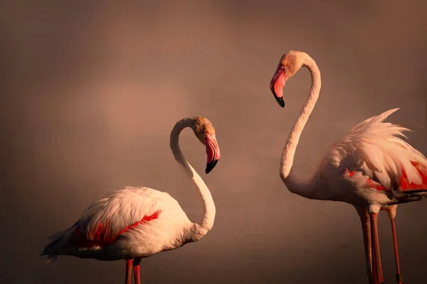 Dois Flamingos Rosa Está Pôr Sol Foto Natureza Selvagem Imagem — Fotografia de Stock