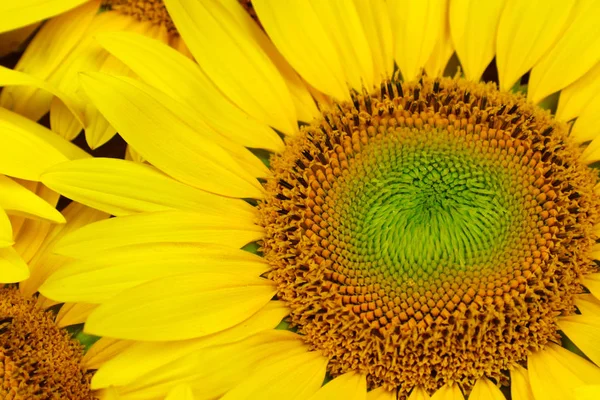 Detail one sunflower. Photo with flower. Sunflower in bloosom.