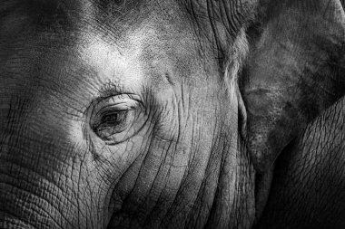 Siyah beyaz portre fili. Mochochrome detayı fili. Harika bir Afrika fili fotoğrafı..