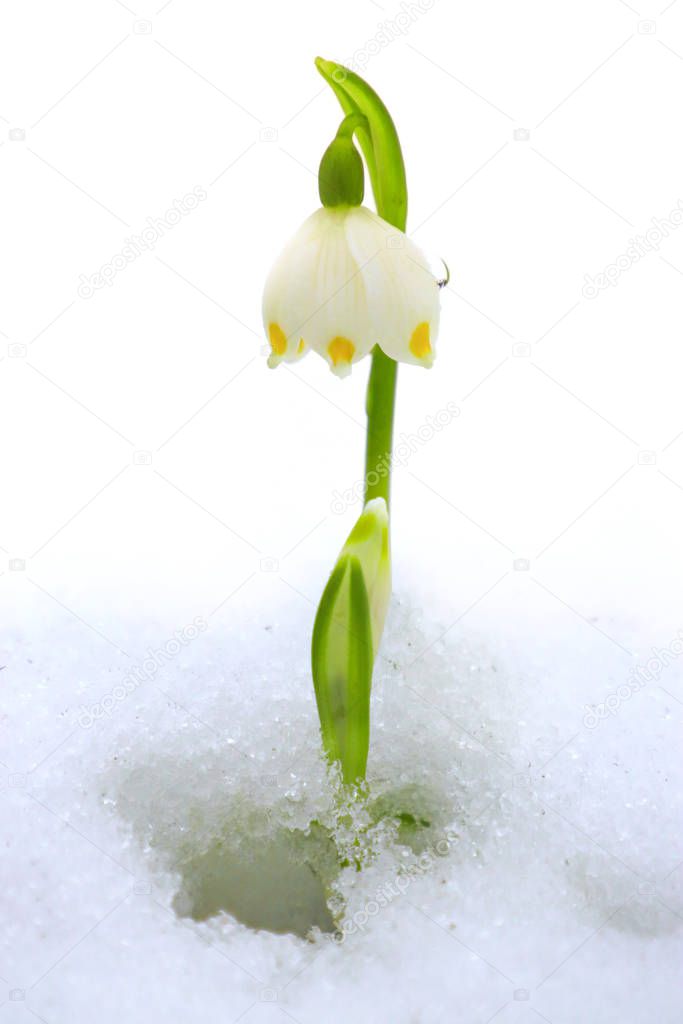 One snowflake in snow.  One flower. Detail bloosom. 
