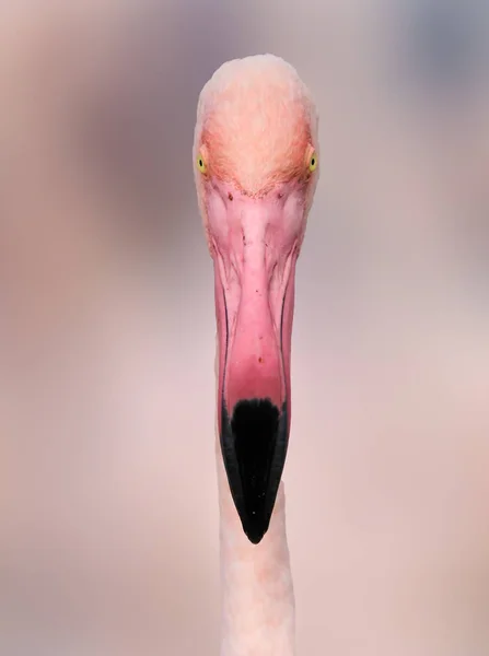 Closeup popular bird. Animal from wild nature.