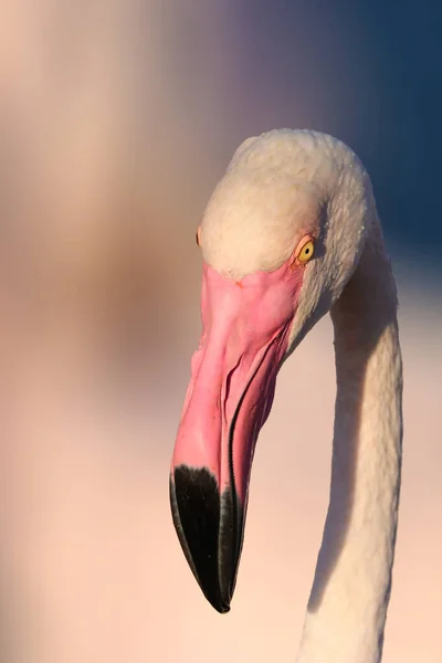 人気のある鳥を閉じます 野生の動物 — ストック写真