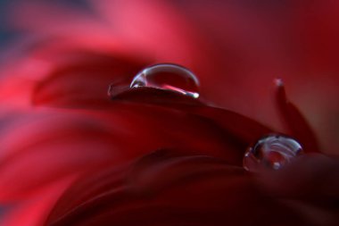 Gerbera yapraklarına yakın çekim. Makro fotoğraf. Kırmızı çiçeklikte su damlası.