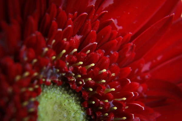 宏观照片红菊花 花朵盛开时的花朵 衣帽间花园浪漫时光的广告 — 图库照片