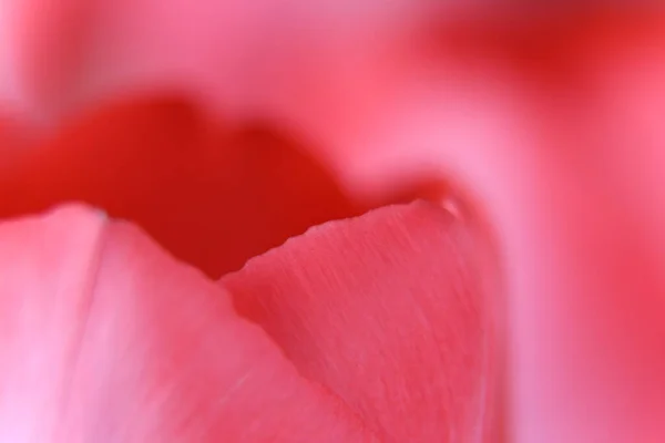 Detalhe Flor Bloosom Jardim Close Publicidade Para Tempo Romântico — Fotografia de Stock