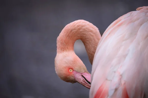 Flamingo Rosa Está Limpando Penas Animal Detalhe Ave Popular — Fotografia de Stock