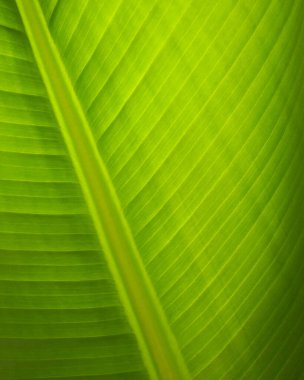 Yeşil yaprağı güneşli ışıkla detaylandır. Doğayı detaylandır. Yakın plan ağaç.