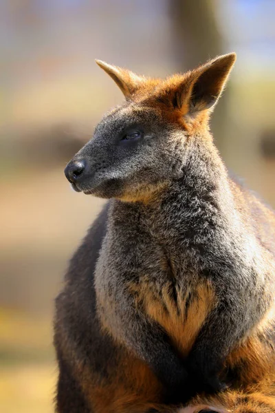 Doğa Portresi Bataklık Valabisi Kanguru Küçük Kangurulardan Biridir Valabi Aynı — Stok fotoğraf