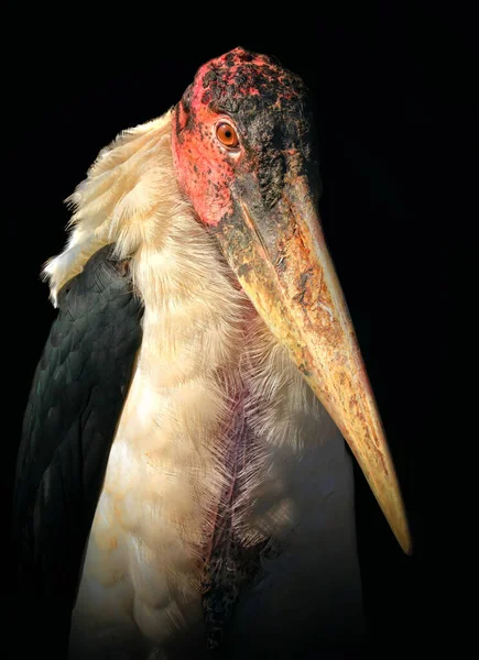 Portrait Marabu Oiseau Africain Sur Fond Noir — Photo