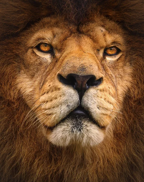 Leão Retrato Detalhe Leão Facial Foto Mundo Animal Foto Alta — Fotografia de Stock