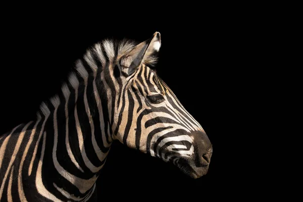 Siyah arkaplanda renkli zebra resmi var. Reklam için fotoğraf. Popüler Afrika hayvanı..