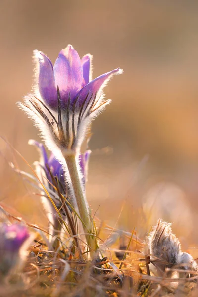 Pulsatilla Blüht Morgen Symbolfrühling Blühende Kleine Blütenknospe Einer Pasqueblume Auf — Stockfoto