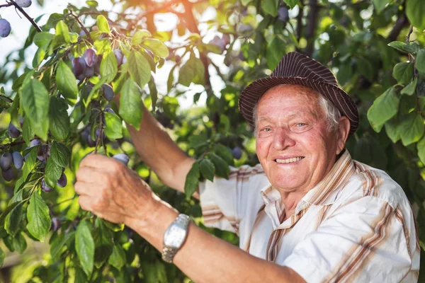 Счастливый Пожилой Человек Собирающий Сливы Саду — стоковое фото