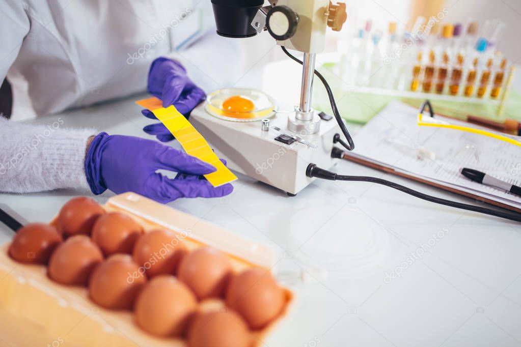 Quality control expert inspecting at chicken eggs in laboratory
