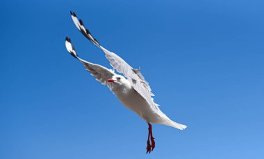 Martı uçuyor.