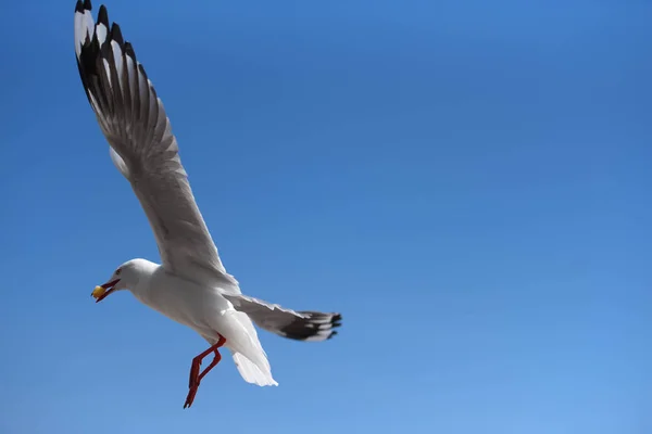 Portrait of a sea gull in flight on a sunny day.