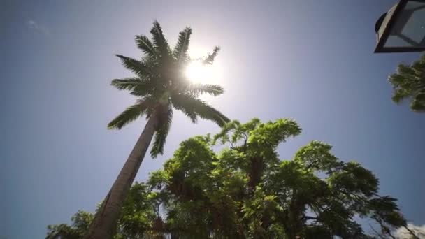 Palmera contra el sol — Vídeos de Stock