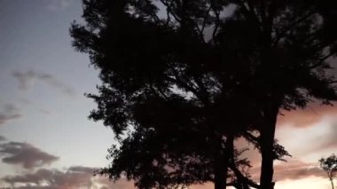 ağaç bulutlu gökyüzü karşı 