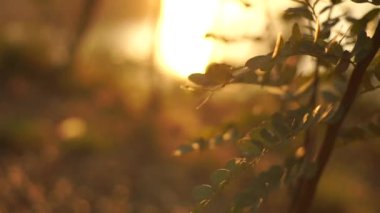 Kırsal bir yerde sabah