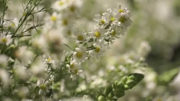 White and Green Flowers — Stock Video